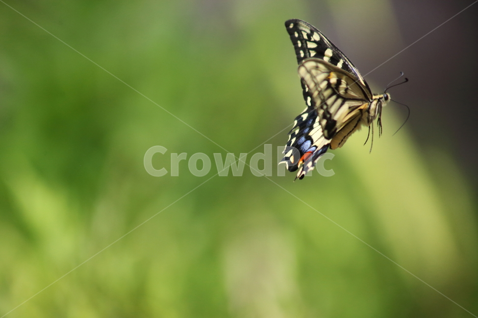 나비,호랑나비,echinacea,swallowtailbutterfly,insect,곤충,벌레,insect,bug