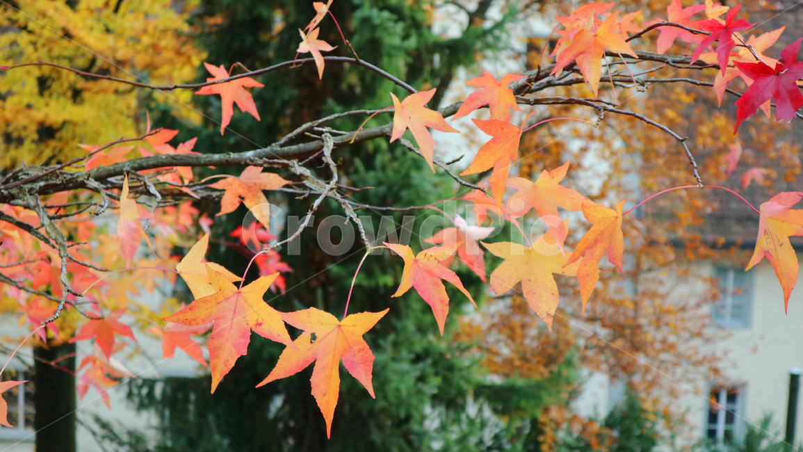 가을,fall,단풍,건물,tree,나무,plant,식물,풍경,자연,maple,가을,계절,fall,autumn,season,leaf,잎