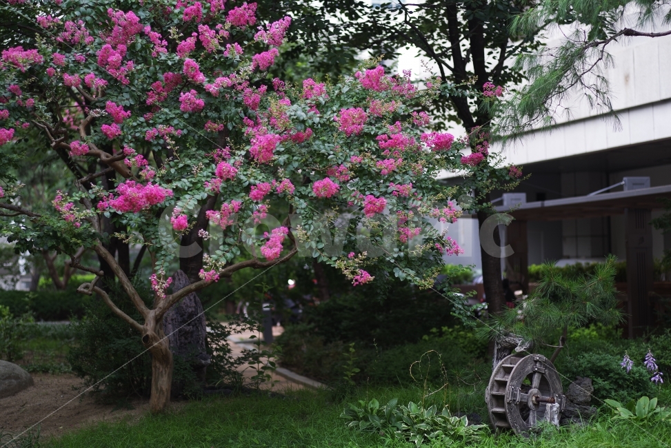 배롱나무,여름꽃,물레방아,자연,감성사진,감성,목백일홍,여름,꽃,예쁜사진,배경화면,바탕화면,여름사진,여름배경화면,flower,floral,flora,pink,pinkflower,summer,summerflower,seasonflower,season,summerseason,beauty,beautiful,nature,natural,식물,자연,plants,nature,꽃,flower
