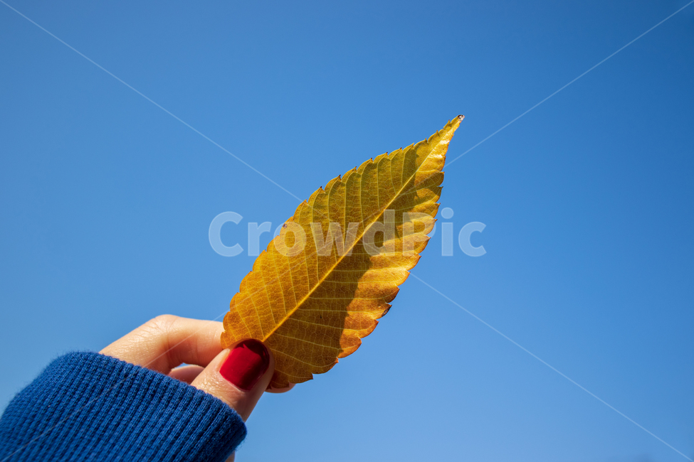낙엽,단풍,가을,단풍잎,나뭇잎,가을단풍,가을단풍잎,잎,잎사귀,이파리,가을배경,배경,바탕,백그라운드,하늘,손,자연,식물,컬러풀,칼라풀,계절,컬러,칼라,색상,색감,색깔,야외,컨셉,콘셉트,푸른하늘,파란하늘,손가락,손톱,패턴,질감,텍스쳐,텍스처,미,아름다운,아름다움,파란,파랑,파란색,블루,푸른,노란,노랑,노란색,옐로,옐로우,leaf,hand,autumn,sky,background,nature,fall,plant,holding,hold,concept,backdrop,fallenleaves,fallleaves,blue,bluesky,foliage,leaves,yellow,finger,fingers,nail,natural,outdoor,outdoors,color,colorful,pattern,texture,beautiful,beauty,season,bright,가을,계절,fall,autumn,season