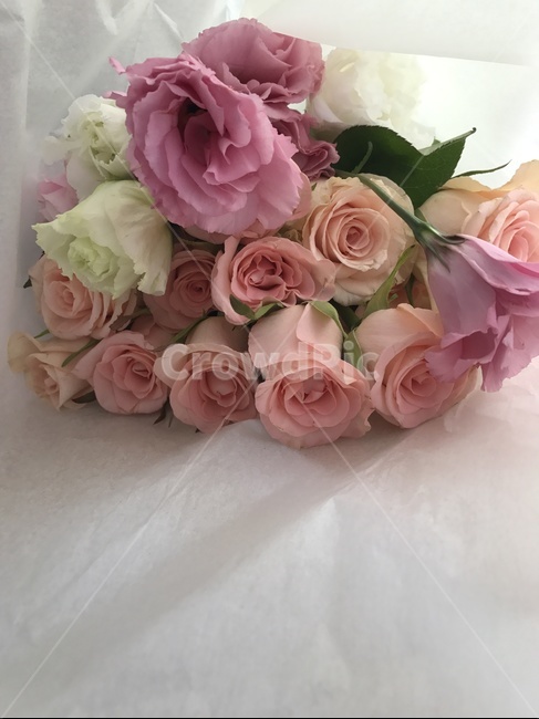 꽃,장미,예쁜장미,예쁜꽃,rose,flower