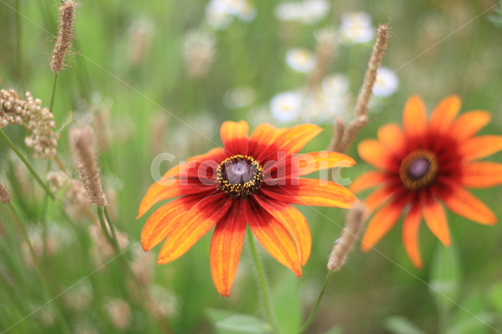 꽃,국화,가을,정원,꽃밭,식물,자연,plants,nature,꽃,flower