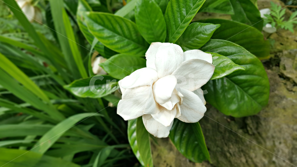 백일홍,흰꽃,정원,flower,꽃,plant,식물,leaf,잎,blossom,식물,자연,plants,nature,꽃,flower