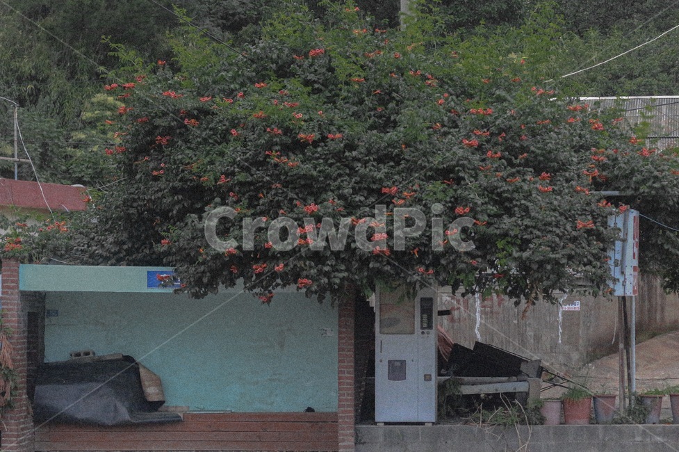 버스정류장,나무,분위기,tree,식물,plant