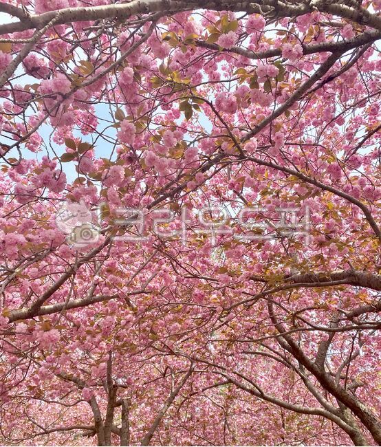 plant,식물,cherryblossom,벚꽃,겹벚꽃,pinkblossom,pinkflower,springpinkflower