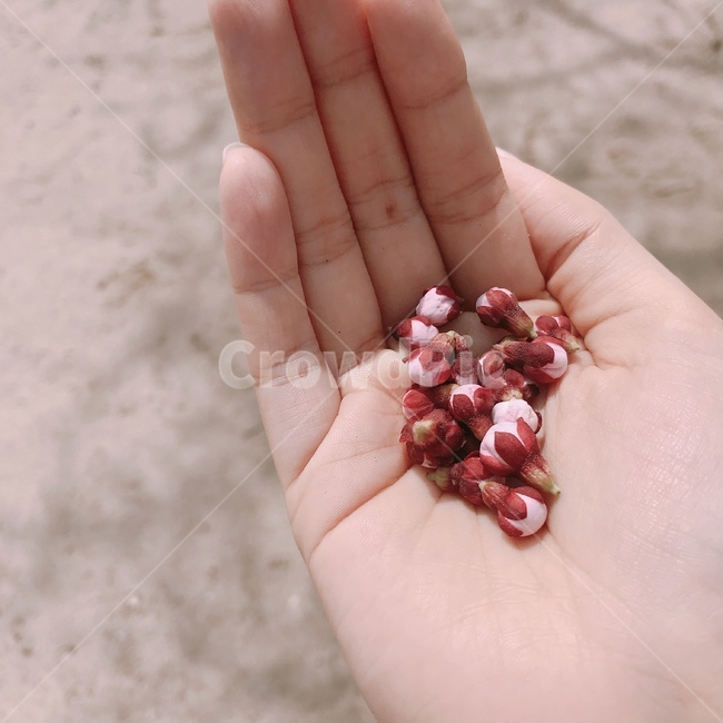 손,꽃,벛꽃,꽃봉오리,봄