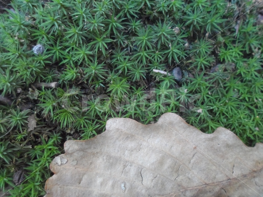 만남,낙엽,그린,소소함,물결,식물,자연,plants,nature