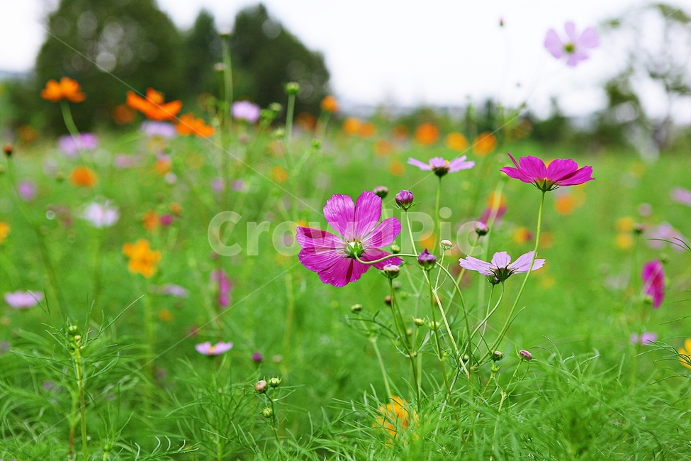 코스모스,꽃,꽃잎,식물,자염,공원,가을,가을꽃,식물,자연,plants,nature,꽃,flower
