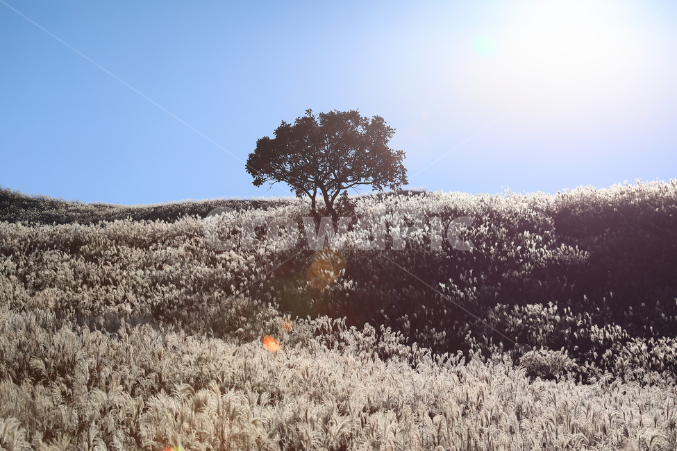 가을,억새,엇새밭,황매산,autumn,reed,나무,빛,감성,가을,계절,fall,autumn,season,자연,풍경,nature,landscape