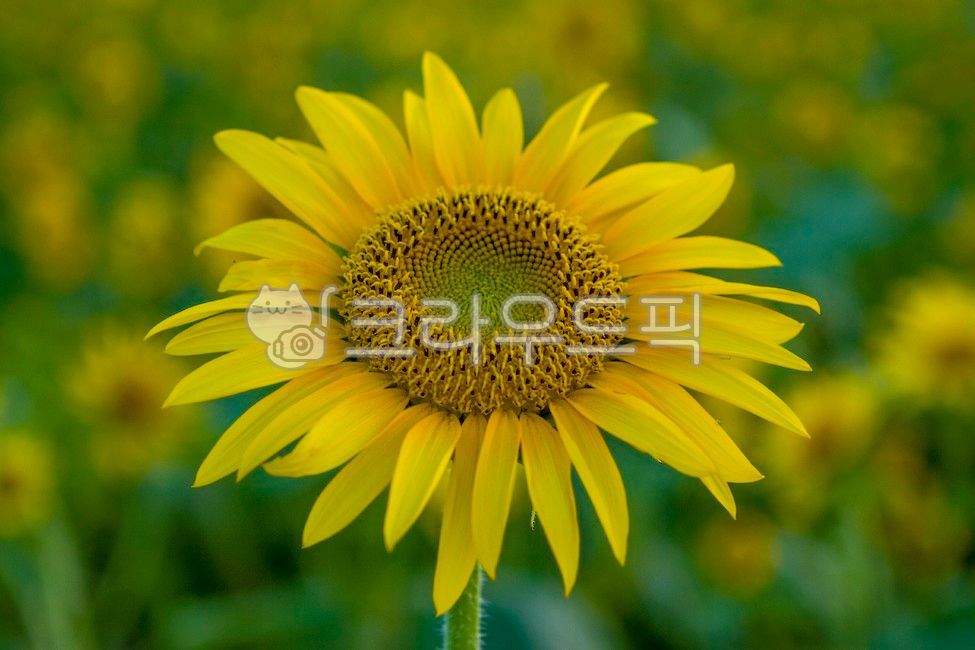 해바라기,해바라기꽃,태양,향일화,국화과,flower,꽃