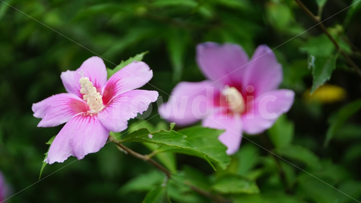 무궁화,꽃,식물,플라워,자연,flower,nature,여름,7월,summer,국화,한국,korea,풍경,landscape,꽃사진,plants,식물,자연,plants,nature,꽃,flower