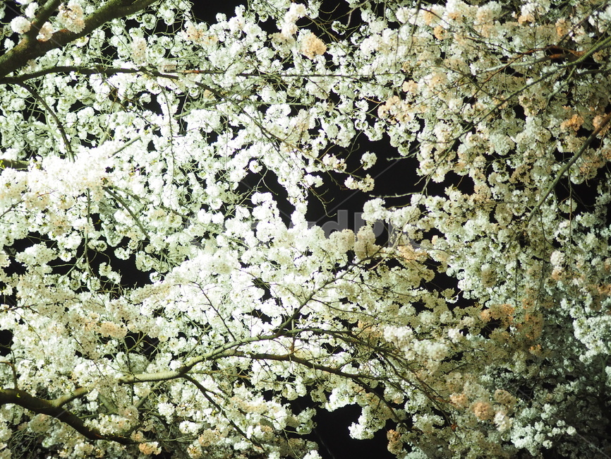 풍경,벚꽃,꽃,나무,청풍,봄,계절,spring,season,야경,밤,풍경,nightscape,night,landscape,식물,자연,plants,nature,꽃,flower,plant