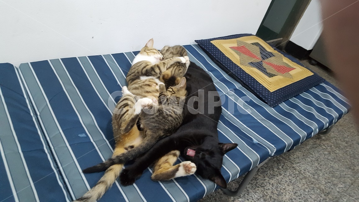 동물,cat,고양이,길냥이,힐링,동물,animal,포유류,mammal,고양이,cat,kitten,kitty