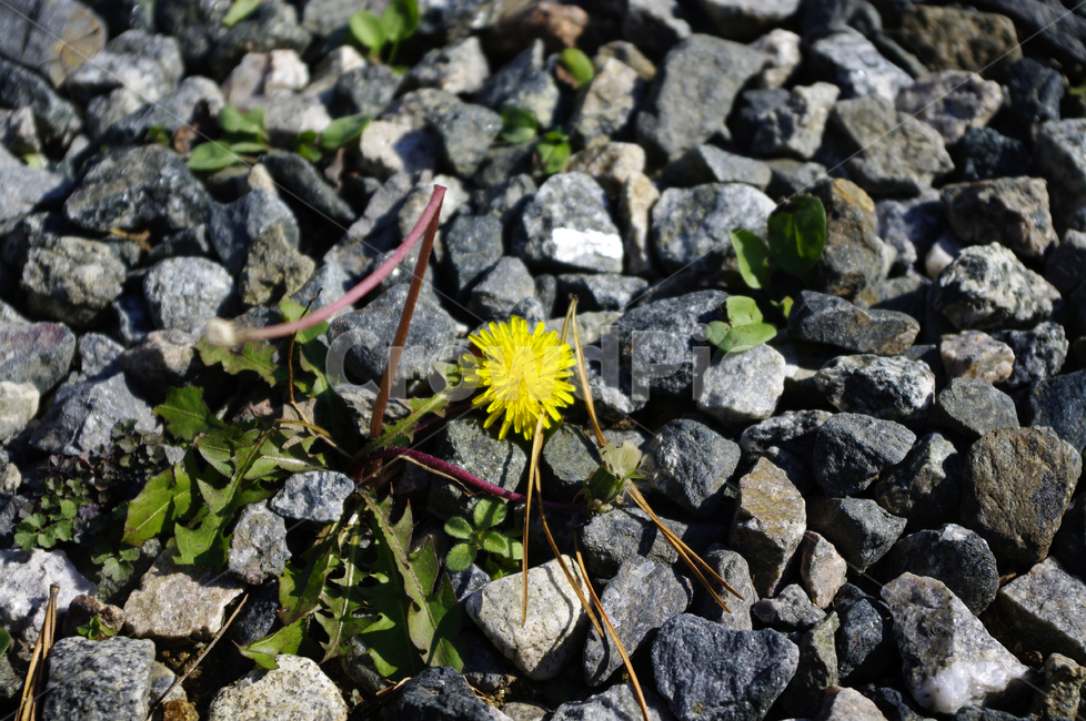 꽃,식물,꽃봉오리,flower,민들레,식물,자연,plants,nature,꽃,flower