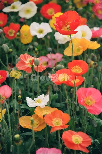 꽃,꽃밭,자연,봄,양귀비,flower,flowers,spring,nature