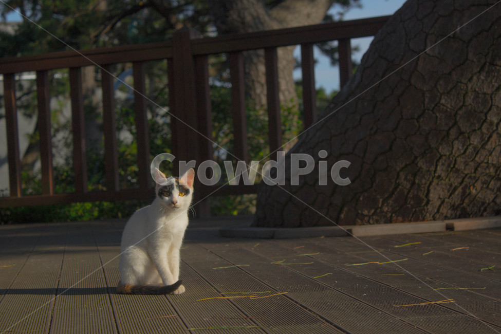 고양이,냥냥이,부산,송도,동물
