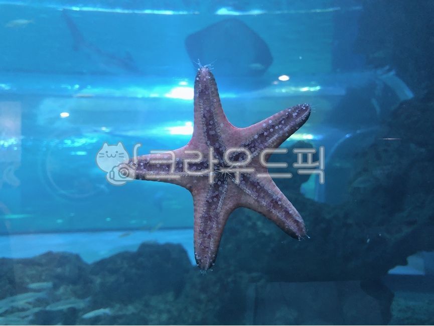 불가사리,starfish,별불가사리,극피동물,바다불가사리