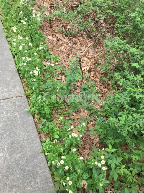 풀,하얀꽃,초록색,길,grass,flowers,green,street