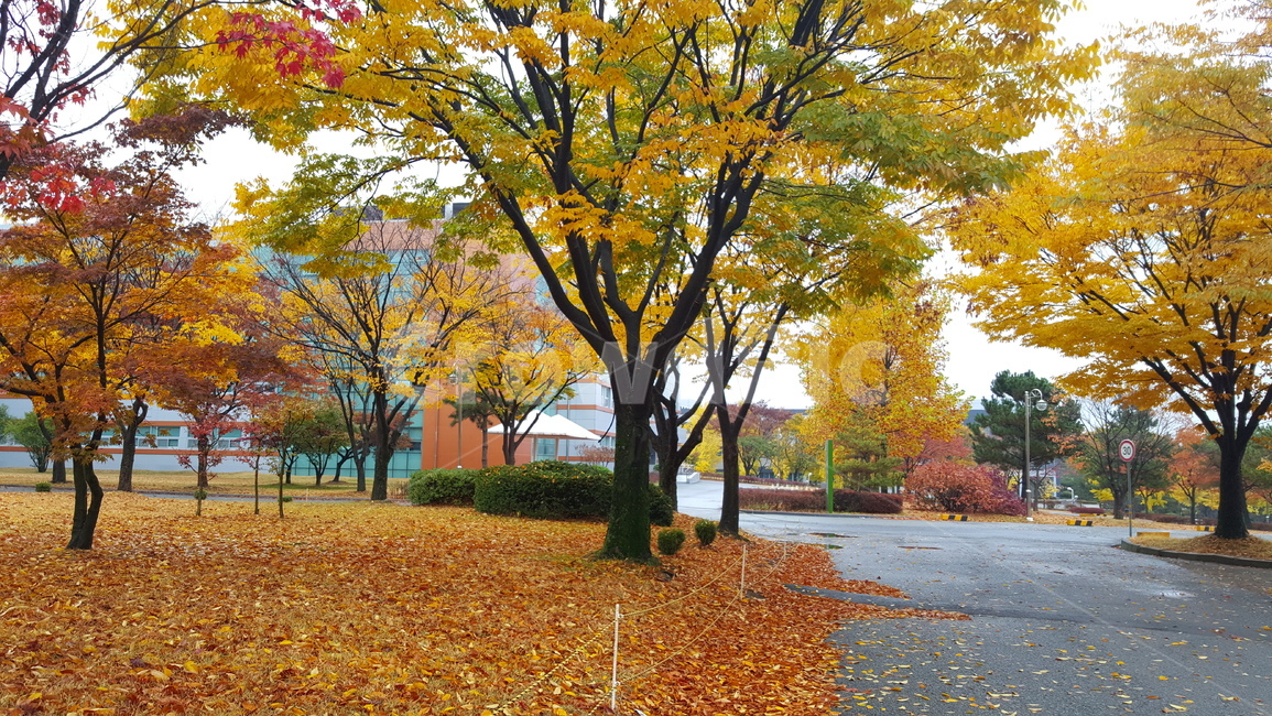 가을,단풍,낙엽,autumn,maple,fall,가을,계절,fall,autumn,season,tree,나무,plant,식물,tree trunk,나무 줄기