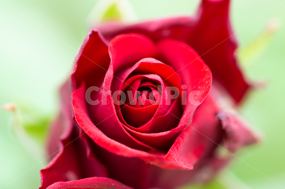 장미,접사,빨간꽃,꽃,장미접사,여름,식물,자연,flower