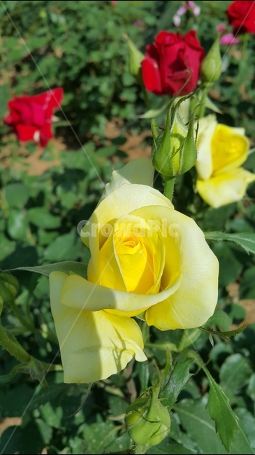장미축제,꽃향기,장미공원,노란장미,장미꽃,식물,자연,plants,nature,꽃,flower