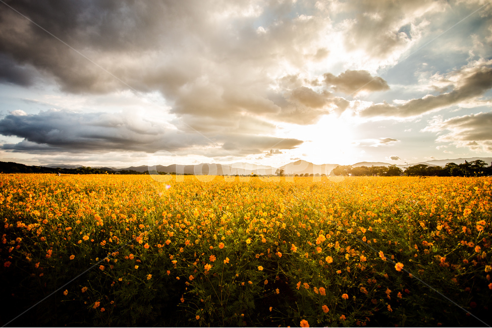 노을,풍경,들판,코스모스,하늘,경주,구름,자연,풍경,nature,landscape,식물,plants,꽃,flower,grassland,목초지,field,들,outdoors,옥외,rural,농촌,farm,농장,meadow