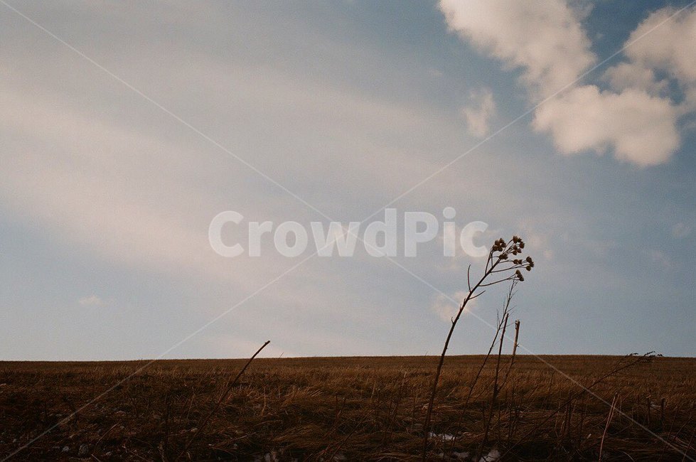 들판,자연,필름,nature,outdoors,grassland,목초지,빈티지사진,빈티지,구름,산들바람