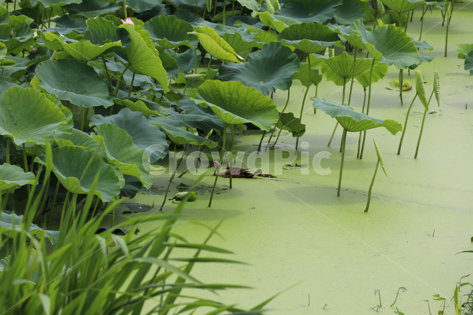 연꽃밭,연화,연잎,오리,늪지,식물,자연,plants,nature