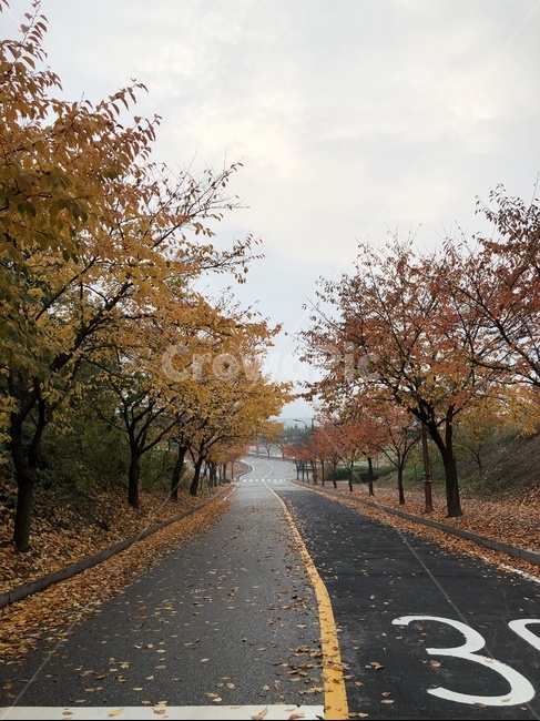비,가을,낙엽,나무,도로,하늘,아스팔트,흐림,가을,계절,fall,autumn,season,자연,풍경,nature,landscape,asphalt,tree,plant,식물