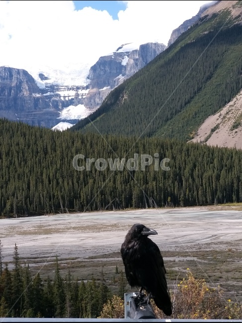 bird,새,animal,동물,나무,plant,canada,mountain,river,로키산맥,캐나다