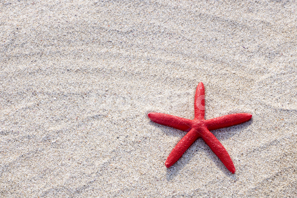 해변,모래사장,불가사리,여름,백사장,배경,백그라운드,해변,바다,beach,sea,색깔,색상,색채,색감,color sense,color sensitivity,feeling of color