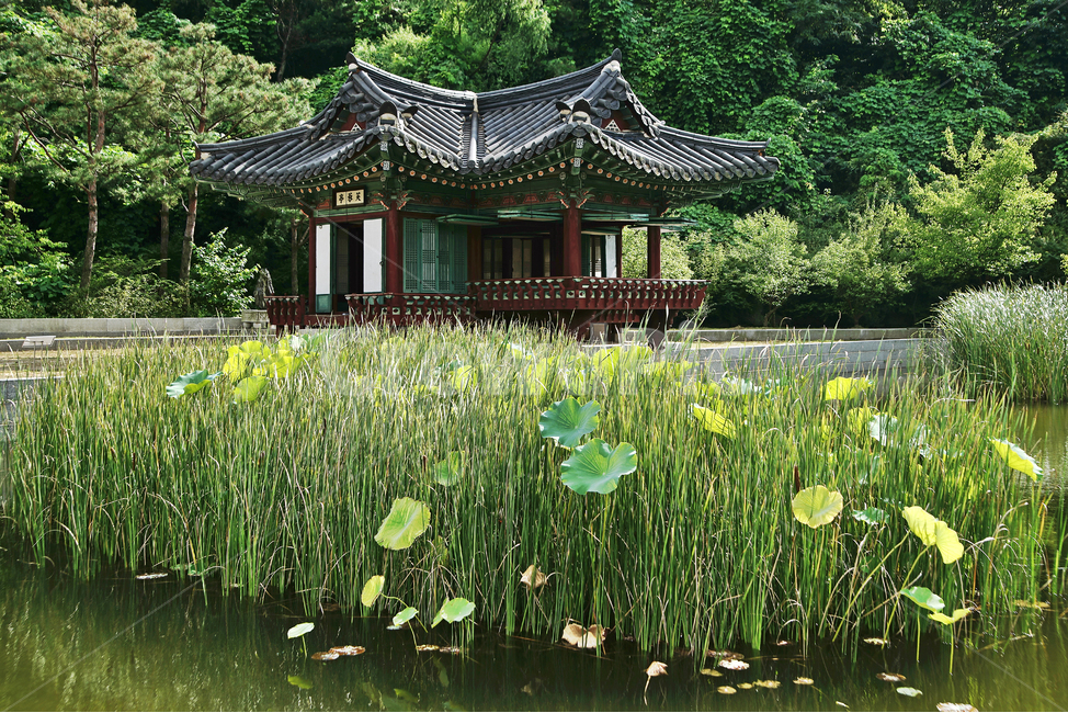 한국전통정원,월미공원,정원,부용지,부용정,연못,수풀,연잎