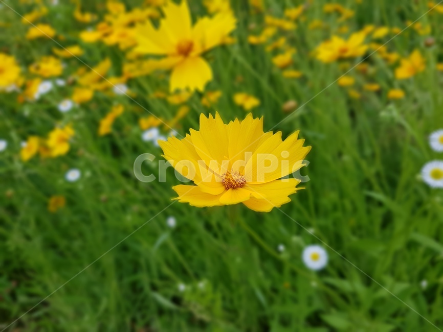 plant,식물,노란색,꽃,풀,식물,자연,plants,nature,꽃,flower