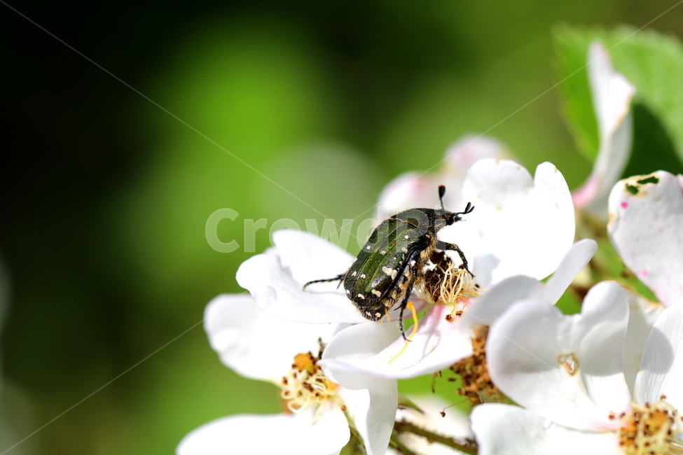 동물,벌레,꽃,식물,자연,식물,자연,plants,nature,꽃,flower,동물,animal,곤충,벌레,insect,bug