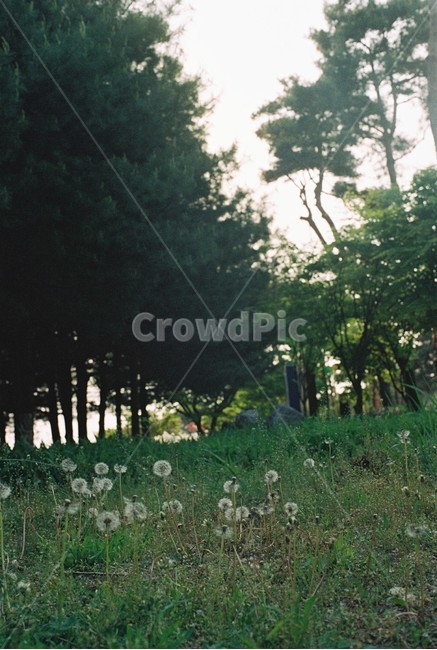 민들레,홑씨,겉씨,들,풀,자연,풍경,nature,landscape,plant,식물