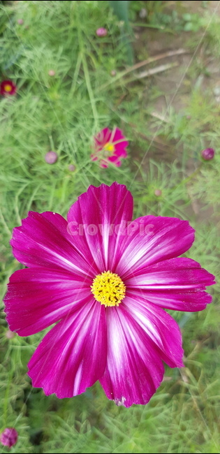 pollen,화분,plant,식물,blossom,flower,꽃,geranium,제라늄,petal,꽃잎,코스모스