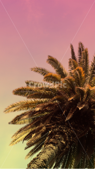plant,palmtree,야자수,식물,tree,나무,arecaceae,식물,자연,plants,nature,나무,trees,wood