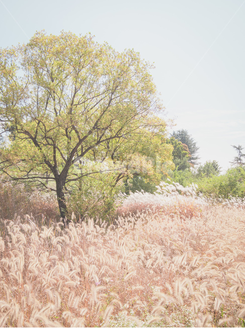 tree,나무,plant,식물,grass,갈대,풍경,자연,가을,계절,fall,autumn,season,자연,풍경,nature,landscape