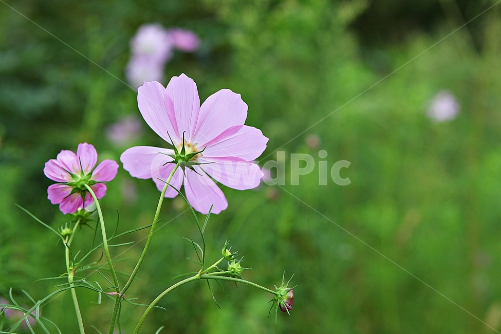 코스모스,꽃,꽃잎,잎,식물,자연,가을,계절,fall,autumn,season,식물,자연,plants,nature,꽃,flower,geranium,제라늄,plant,blossom