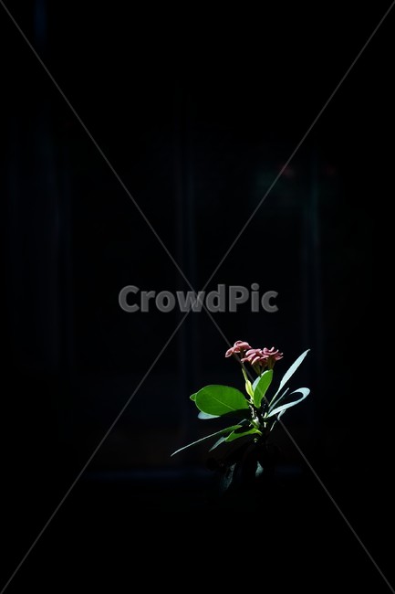 꽃,식물,검정바탕,어두운,심플,flower,plant,blossom,blackbackground,black,simple,mijimal,미니멀,예술