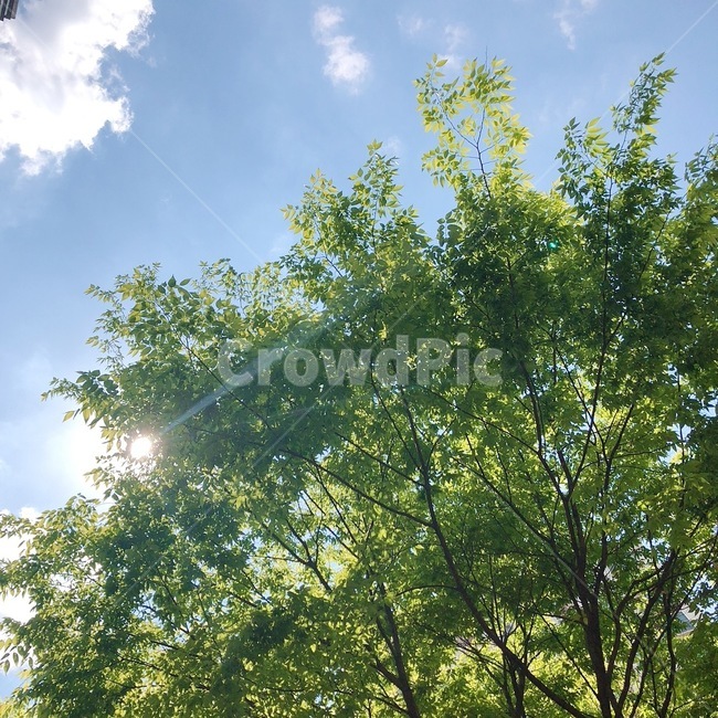 빛,햇빛,sunlight,나무,tree