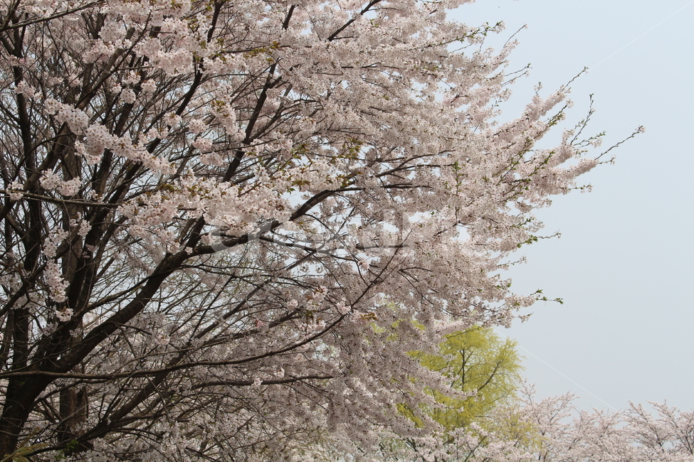 plant,식물,blossom,flower,꽃,cherryblossom,벚꽃,tree,계절,벚꽃나무,활짝핀,만개,나무,자연