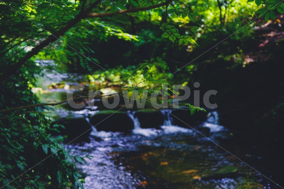 여름,감성사진,휴식,힐링,자연풍경,계곡,냇가,나무,식물,자연,풍경,nature,landscape,여름,계절,summer,season,휴식,힐링,rest,relaxation,healing,water,물,outdoors,옥외