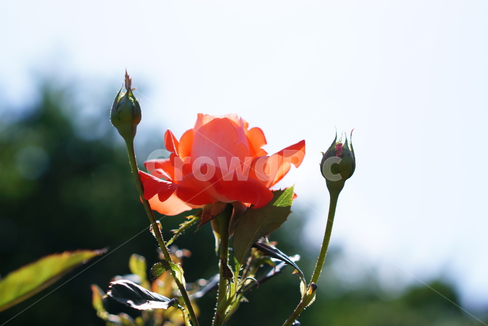 장미,주황색,역광,역광장미,꽃,rose