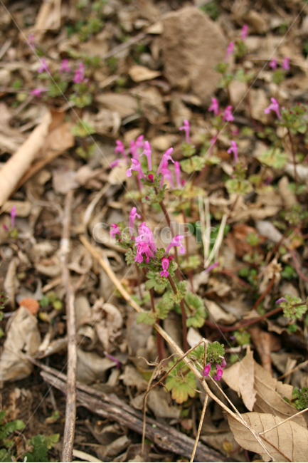 광대나물,분홍색,봄,봄날,봄꽃,꽃,감성,spring,flower,봄길,풍경,봄,계절,spring,season,식물,자연,plants,nature,꽃,flower,plant,blossom