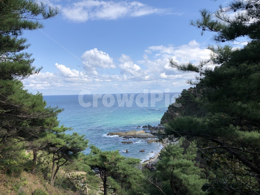 강릉,바다부채길,정동심곡바다부채길,강릉바다부채길,정동진,나무,식물,자연,tree,자연,풍경,nature,landscape,plant,promontory,곶,outdoors,옥외