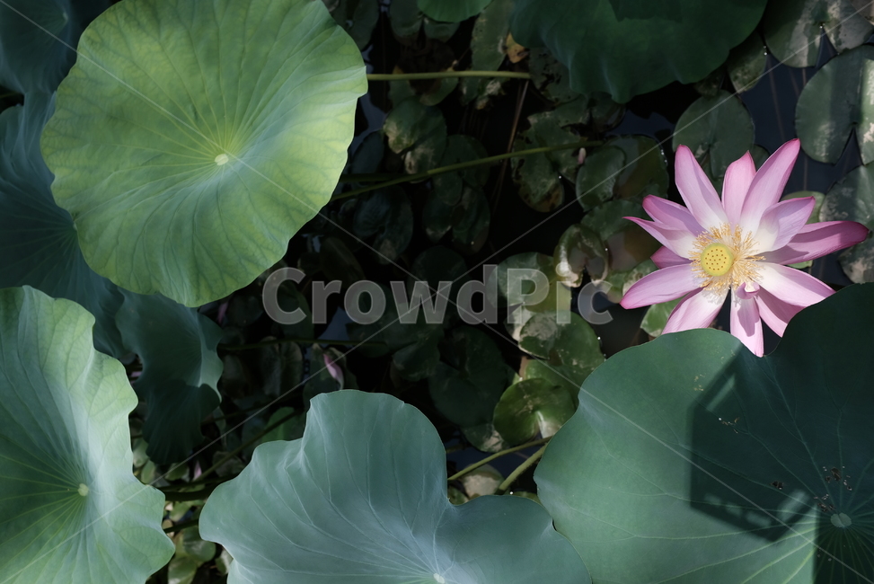 연꽃,수련,연못,연잎,꽃,식물,자연,plants,nature,꽃,flower