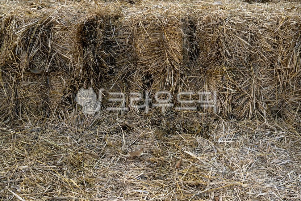 볏짚,볏단,짚,지푸라기,마른,갈색,재질,질감,nature,straw,자연,야외