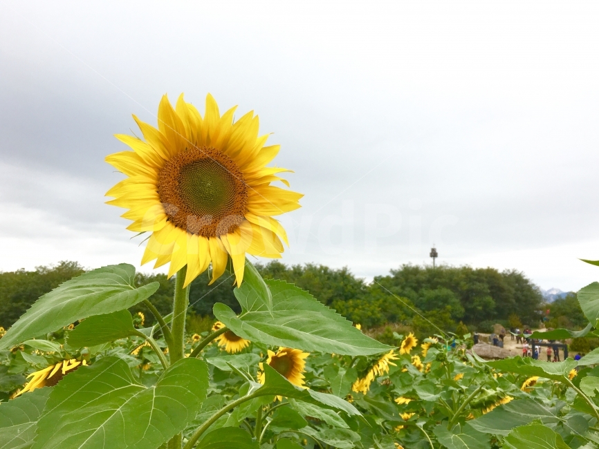 꽃,자연,공원,해바라기,풍경,sunflower,nature,flower,식물,자연,plants,nature,꽃,flower