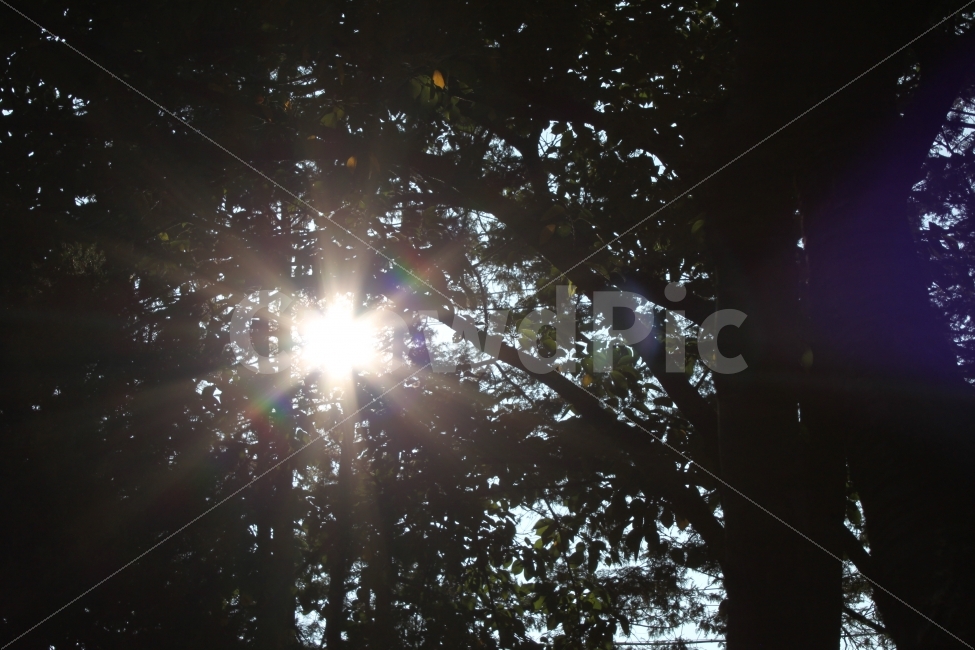 나무사이로,태양,자연,여유,풍경,식물,자연,plants,nature,나무,trees,wood,휴식,힐링,rest,relaxation,healing